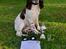 Engelsk springer spaniel Happy Lean´s Aya