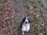 Engelsk springer spaniel Wøkk´s Dina