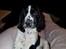 Engelsk springer spaniel Wøkk´s Dina