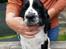 Engelsk springer spaniel Wøkk´s Dina