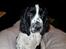 Engelsk springer spaniel Wøkk´s Dina