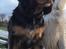 Cavalier king charles spaniel Lulu
