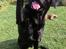 Labrador retriever Samson R.I.P