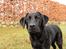 Labrador retriever Enya - 9-3-17