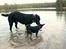 Labrador retriever Enya - 10-3-17