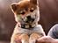 Shiba Juno