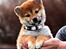 Shiba Juno