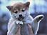 Shiba Juno