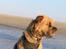 Border terrier Loki 