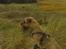 Border terrier Loki 