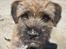 Border terrier Loki 