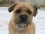 Border terrier Loki 