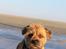 Border terrier Loki 