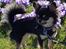 Chihuahua New Star Nova Be My Dream "Nova" - Forår 2017 - 10 mdr. 