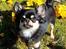Chihuahua New Star Nova Be My Dream "Nova" - Forår 2017 - 10 mdr. 