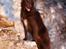 Blanding af racer australsk kelpie/bordercollie HACHI