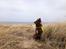 Blanding af racer australsk kelpie/bordercollie HACHI