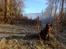Blanding af racer australsk kelpie/bordercollie HACHI