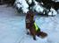 Blanding af racer australsk kelpie/bordercollie HACHI