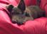 Blanding af racer australsk kelpie/bordercollie HACHI