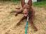 Blanding af racer australsk kelpie/bordercollie HACHI