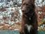 Blanding af racer australsk kelpie/bordercollie HACHI