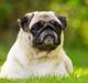 Mops Monirentes Rabiola *kaldes Mopse*