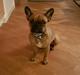 Fransk bulldog Wilma