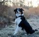 Border collie Onlystar's I Love You Rebel [Bella]