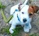 Jack russell terrier Daisy Blossom's GoldHeart/ Milo