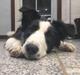 Border collie Chase
