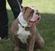 Olde english bulldogge Angeleyes Cherokee/ Herkus 