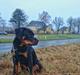 Rottweiler Herman 