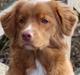 Nova scotia duck tolling retriever Springer Nova's Savanna Of Deye