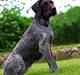 Ruhåret hønsehund Kærholt Lis (Allie)