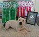 Staffordshire bull terrier Buddha