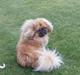 Pekingeser Arnold 