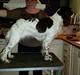 Engelsk springer spaniel Happy Lean´s Aya