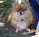 Pomeranian Topsys Morgana MEN kaldes Mille