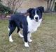 Border collie Molly