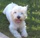 West highland white terrier Bobby