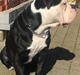 Olde english bulldogge Manfred