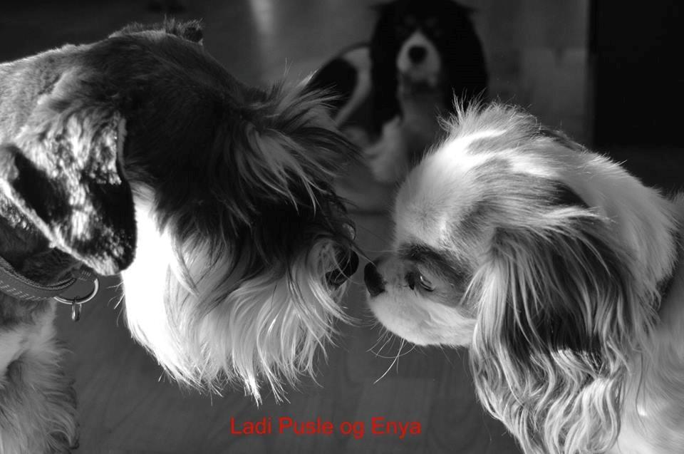 Dvaergschnauzer Ladi billede 11