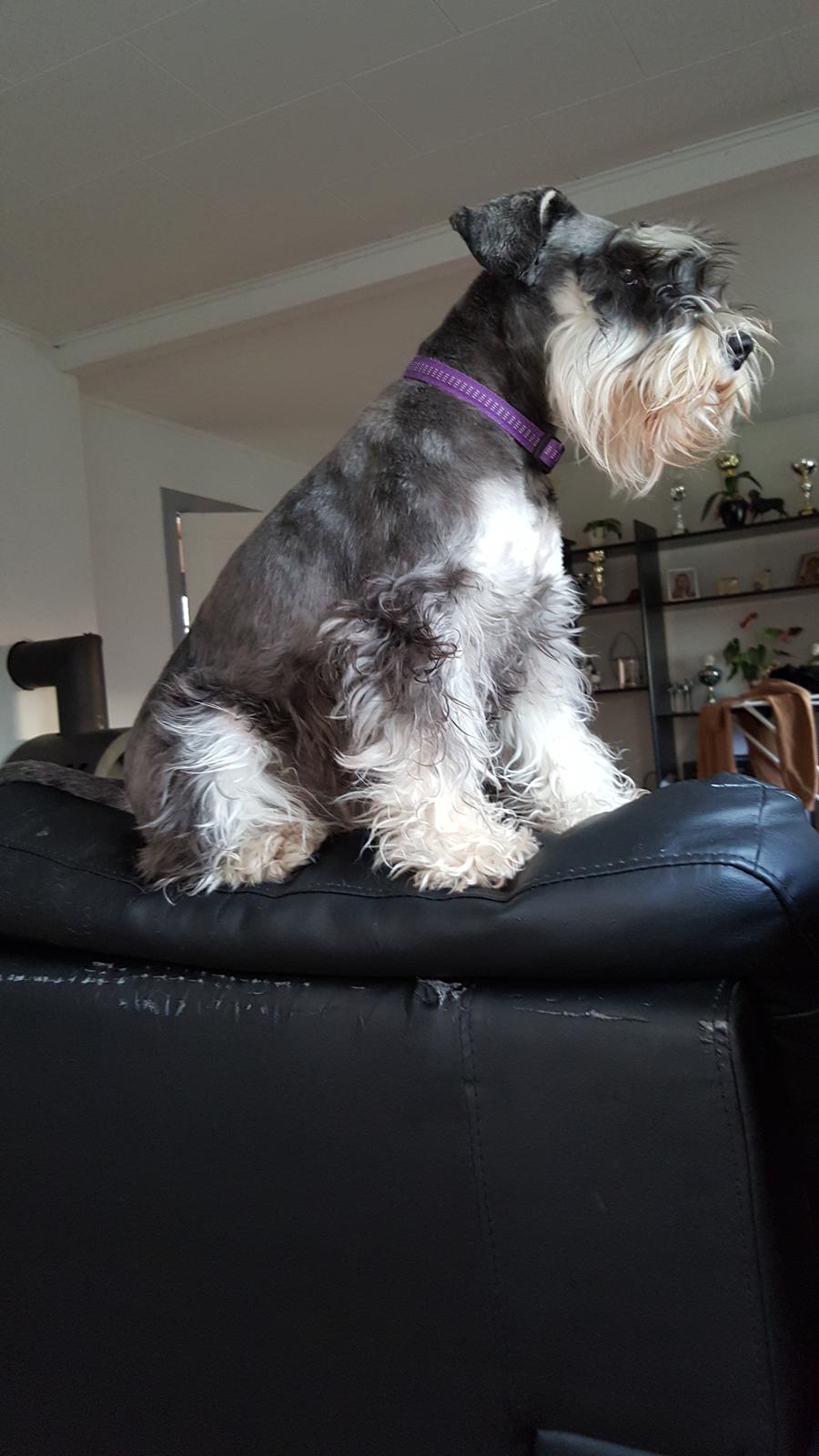 Dvaergschnauzer Ladi billede 12