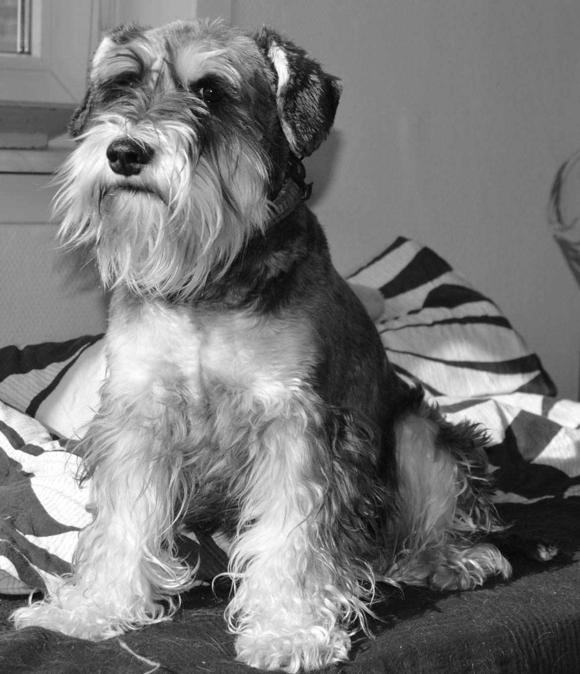 Dvaergschnauzer Ladi billede 13