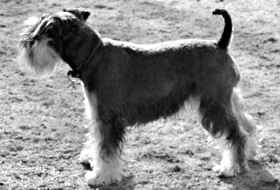 Dvaergschnauzer Ladi billede 14