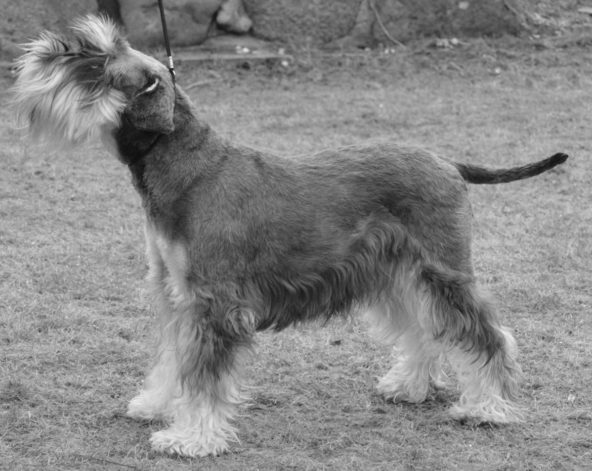 Dvaergschnauzer Ladi billede 16