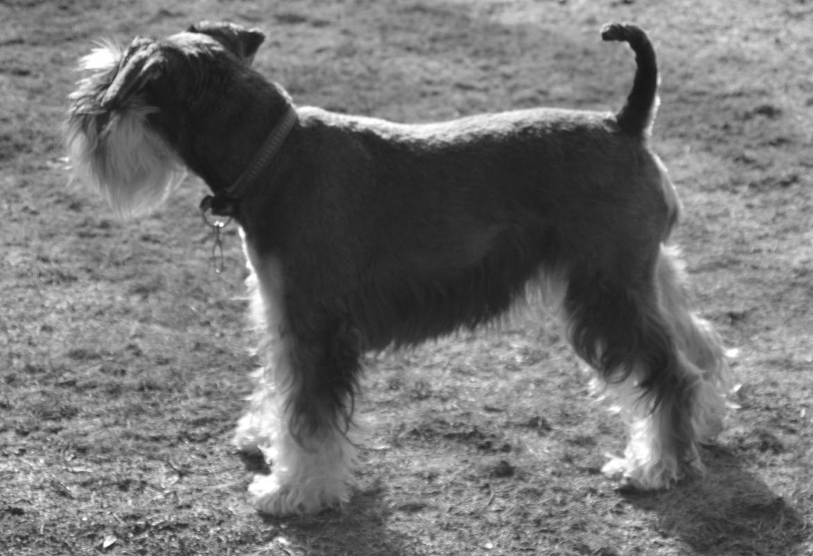 Dvaergschnauzer Ladi billede 15