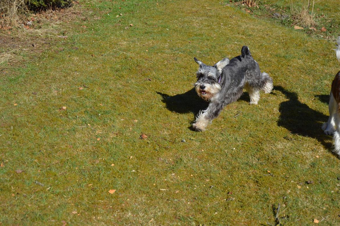 Dvaergschnauzer Ladi billede 17