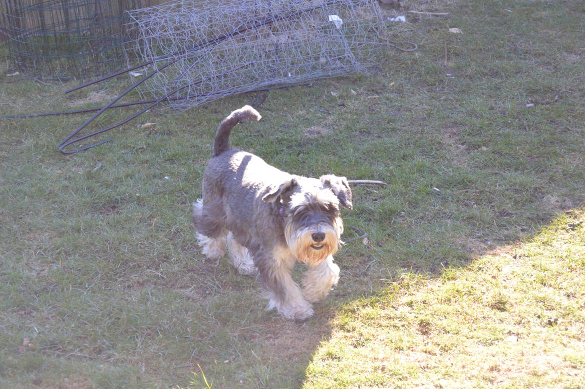 Dvaergschnauzer Ladi billede 18